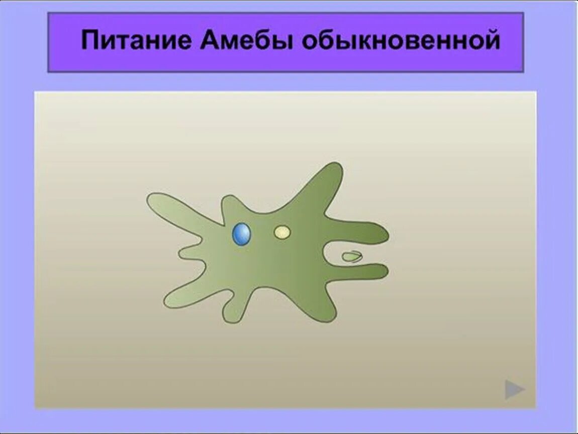 Как называется размножение амебы