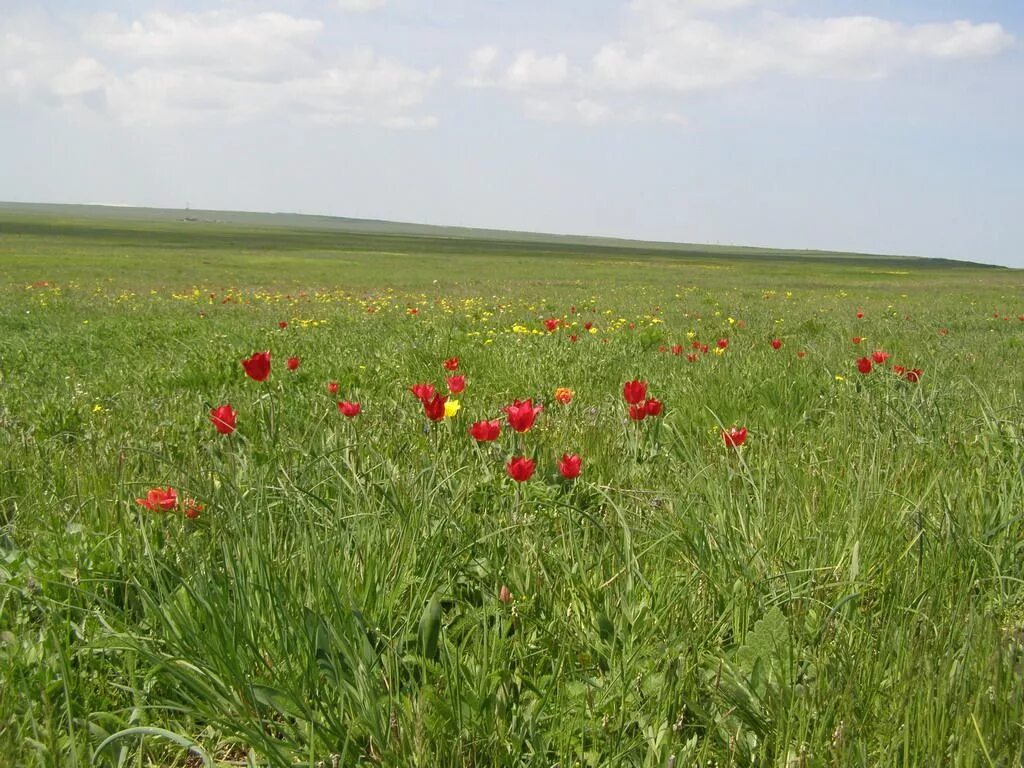 Тюльпан где растет природная зона. Тюльпаны степные Калмыкия Калмыкия. Спасибо за внимание степь. Травы калмыцких степей. Калмыкия природа.