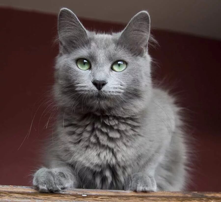 Кошки с серыми глазами порода. Нибелунг (порода кошек). Сибирский Нибелунг. Сибирский Нибелунг длинношерстный. Сибирский Нибелунг метис серый.