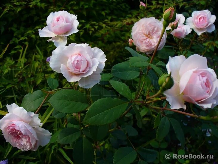 Wisley 2008 (остин). Wisley 2008 роза. висли 2008. висли 2008. роза висли 2008.