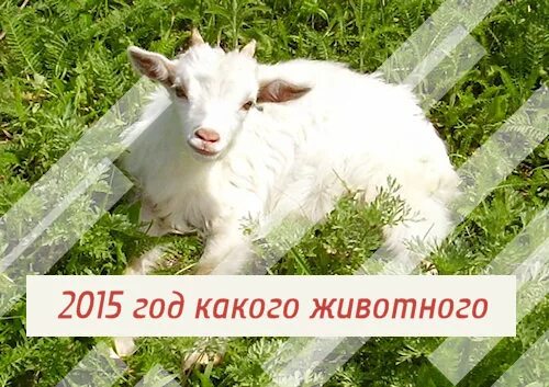 3 июня 2015 г. 2015 Год год какого животного. 2015 Год год какого животного был. Какой год 2015 какого животного. 2015 Год год какого зверя.