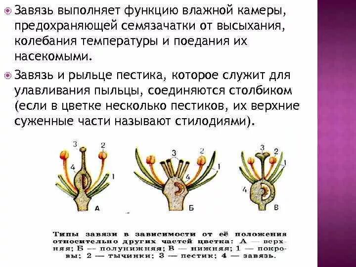 Функция пестика у цветка. Завязь цветковых растений. Какую функцию выполняет завязь. Функция завязи у цветка. Строение цветка функция завязи.