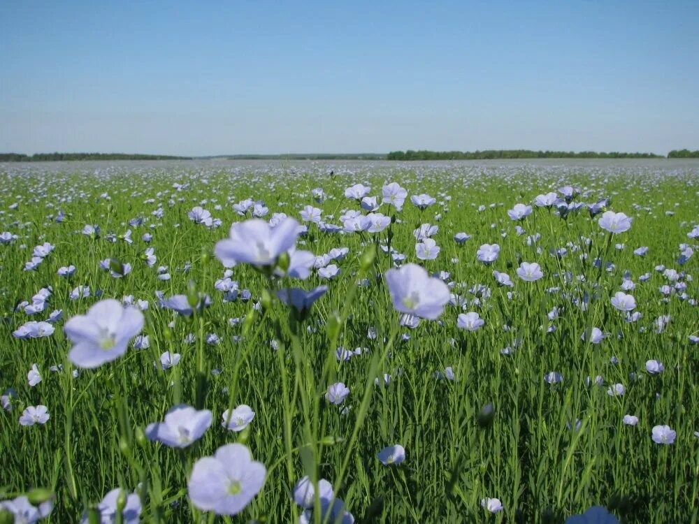 Лён обыкновенный долгунец. Лён обыкновенный (Linum usitatissimum l.). Льняные поля лен. Лен обыкновенный - Linum usitatissimum. Льняное поле в цвету основная мысль