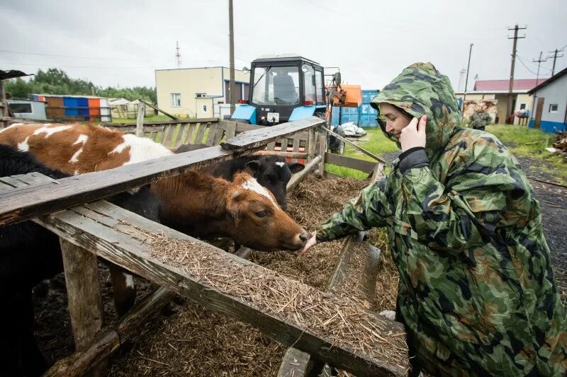 Здоровье коров. Корова и свинья. Про рогову