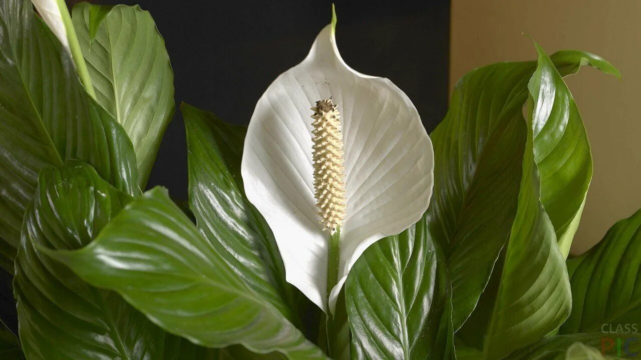 Спатифиллум. Спатифиллум Уоллиса (Spathiphyllum wallisii). Спатифиллум обильноцветущий Spathiphyllum floribundum. Спатифиллум парусник. Качественное женское счастье