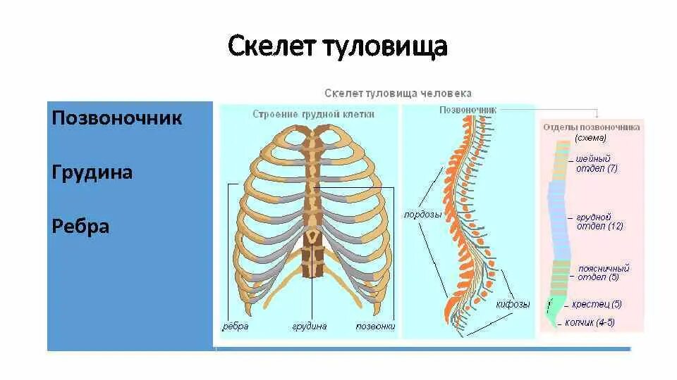 Грудина является частью скелета. Скелет туловища позвоночник и грудная клетка. скелет туловища кости образующие отдел. строение скелета туловища. скелет туловища грудная клетка строение.