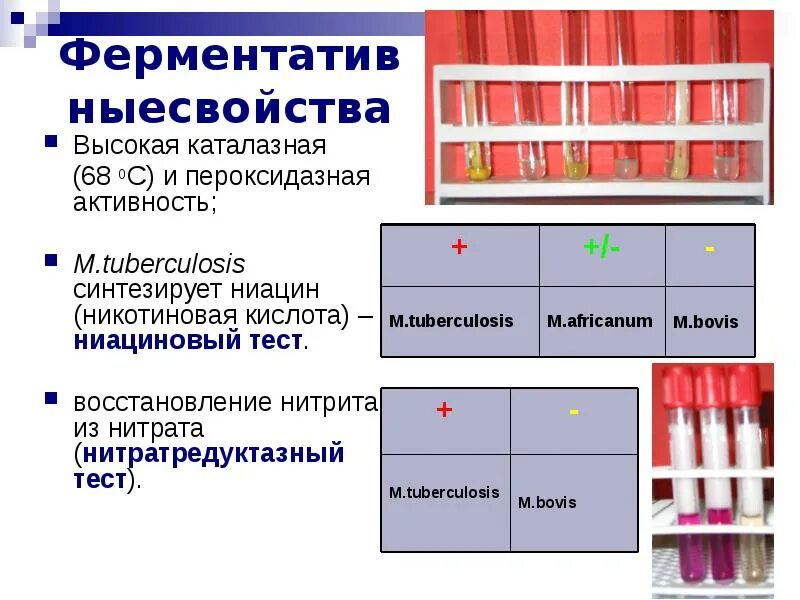 Реставрация тесты. Каталазная и Пероксидазная активность. Нитратредуктазный тест туберкулез. Биохимические свойства туберкулеза. Ниациновая проба.