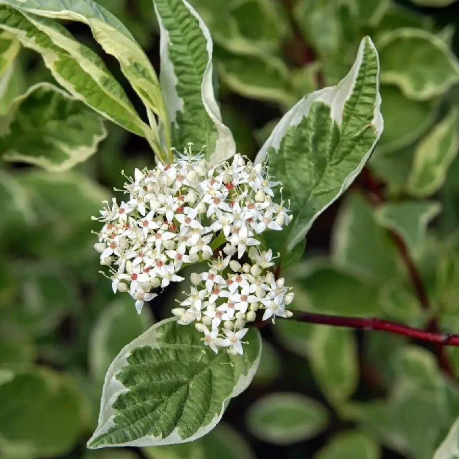 Дёрен белый Argenteomarginata. Дерен Аргентеомаргината. Дерен белый Cornus Alba Argenteomarginata. Cornus Alba Argenteomarginata. Дерен белый описание кустарника