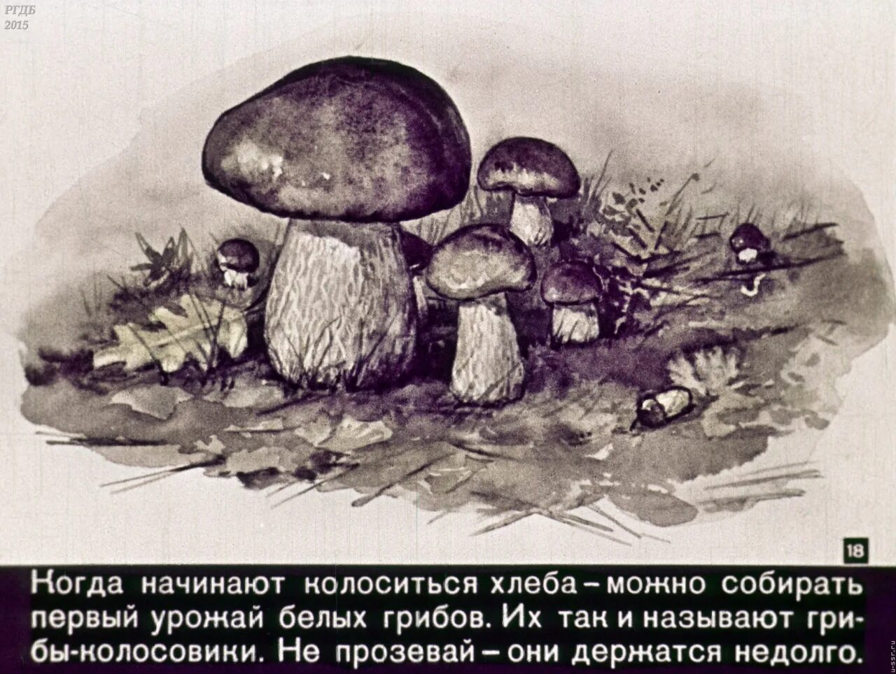 Диафильм под грибом. Какой ты гриб. Рисунок колосовики. Сказка под грибом диафильм. Стихотворение ох грибок ты мой грибочек