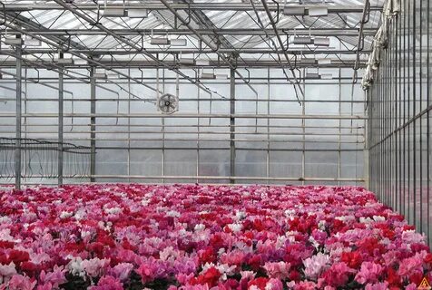 Какие цветы выращивать на продажу в теплице
