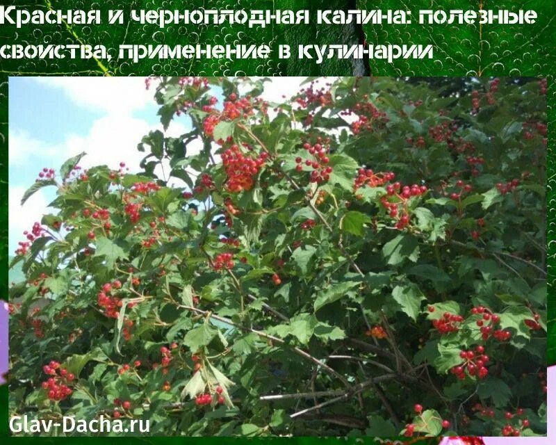 Калина красная ягода. Калина красная что с ней делать. Калина описание. Калина красная, уменьшенный. Варенье из калины красной.