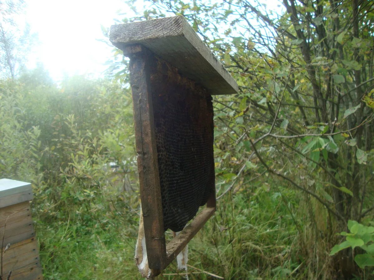 Как поймать пчел. Приманка для пчел. Ловушки для пчёл в лесу. Ловушка для роя пчел своими. Поимка роя пчел в ловушку.