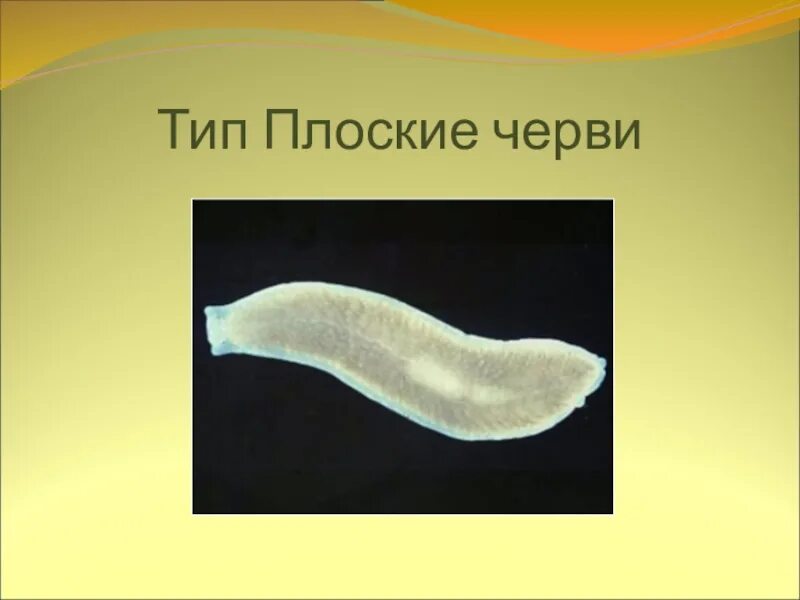 Плоские черви. Типы плоских червей. Плоские черви биология. Биология Тип плоские черви. Назвать плоских червей