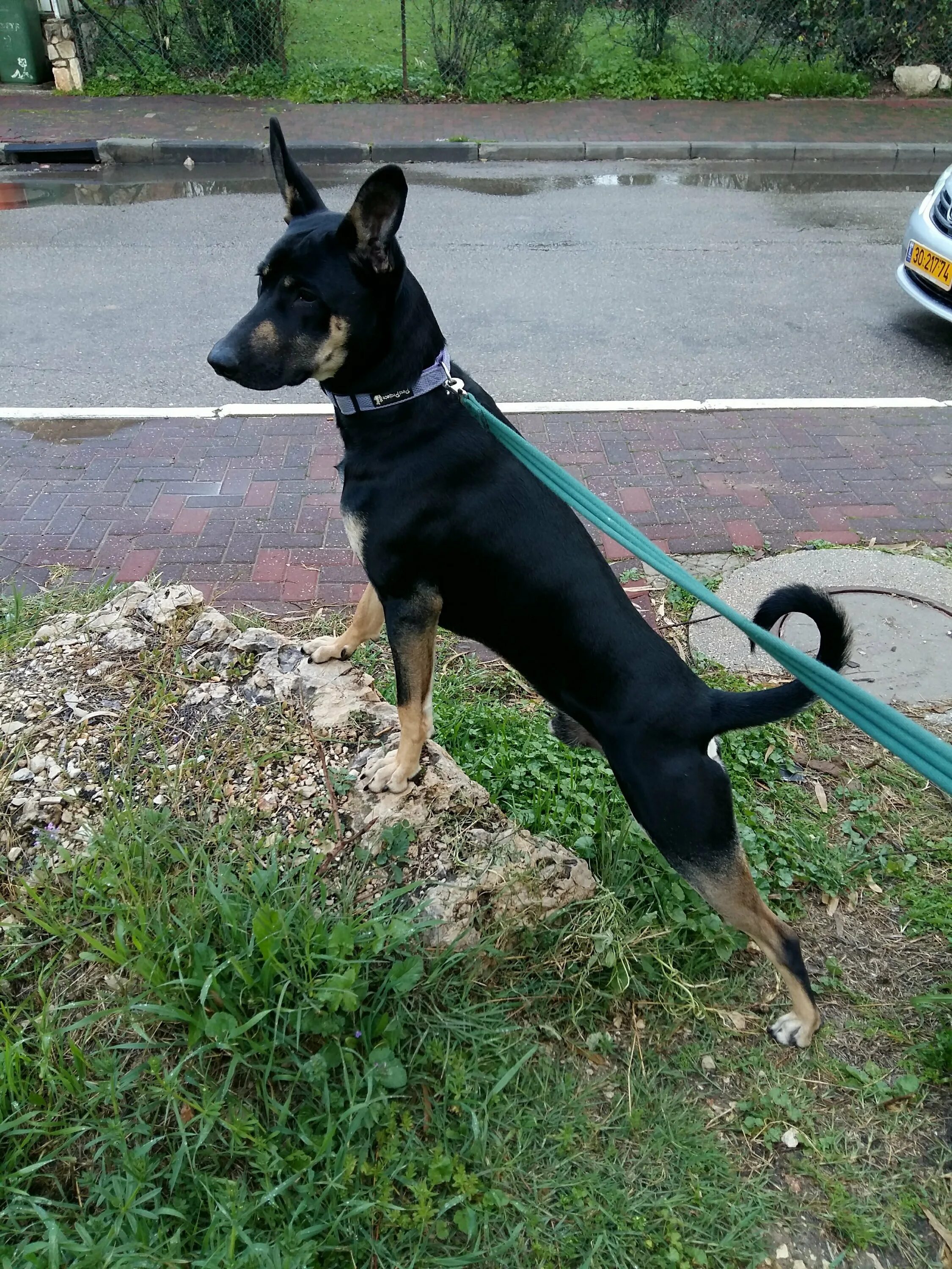 10 популярных идей на тему "doberman shepherd" для вдохновения