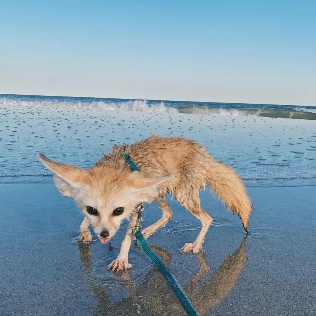 Море лисичек