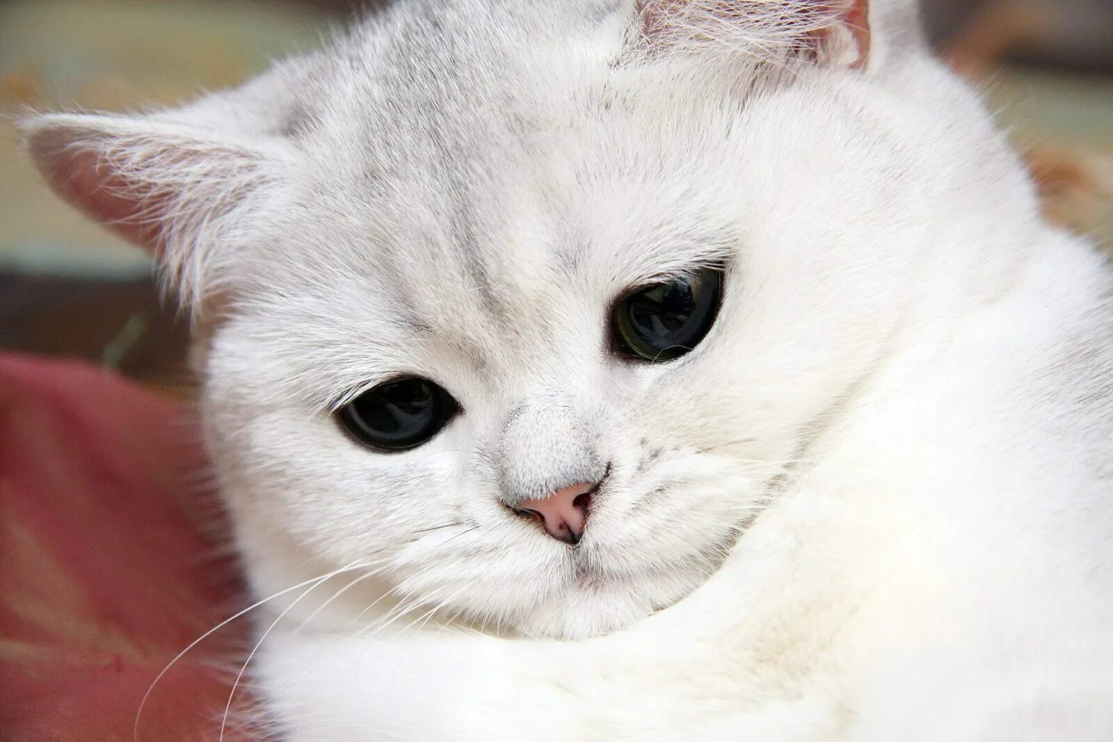 Белый жалко. Британская шиншилла Коби кошка. Грустный котик. Котенок с грустными глазами. Грустный белый кот.