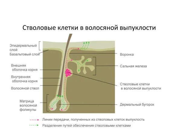 Стволовые клетки волосяного фолликула. Строение волоса стволовые клетки. Строение волосяного фолликула. Стволовые клетки в фолликуле волоса.