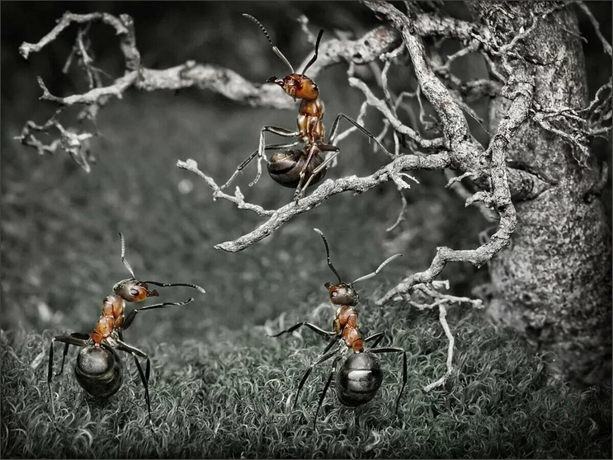 В небольшом муравейнике который. Муравьиные истории Андрея Павлова. Муравьи в муравейнике.