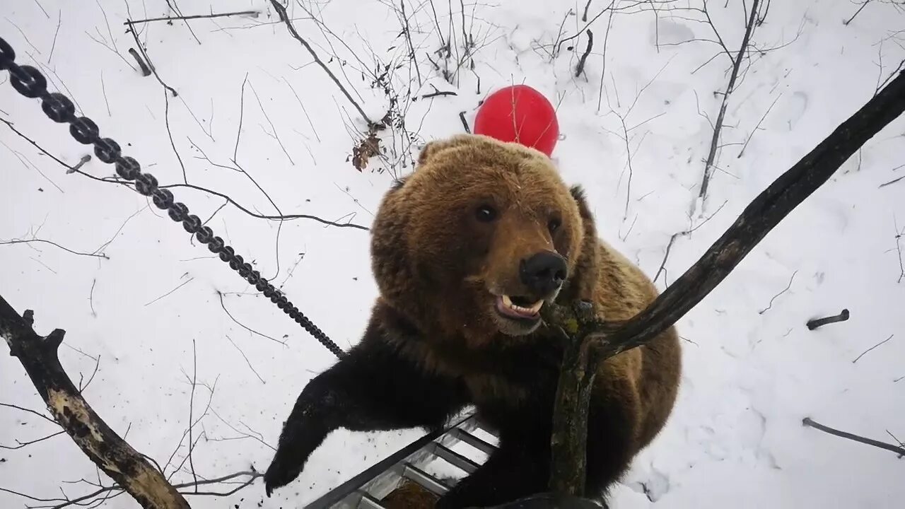 Медведь на дереве. Бурый медведь берлоги и спячка. Медведь лазает по деревьям. Медведь карабкается на дерево. Медведь на дереве.