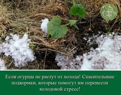 Переносить холод