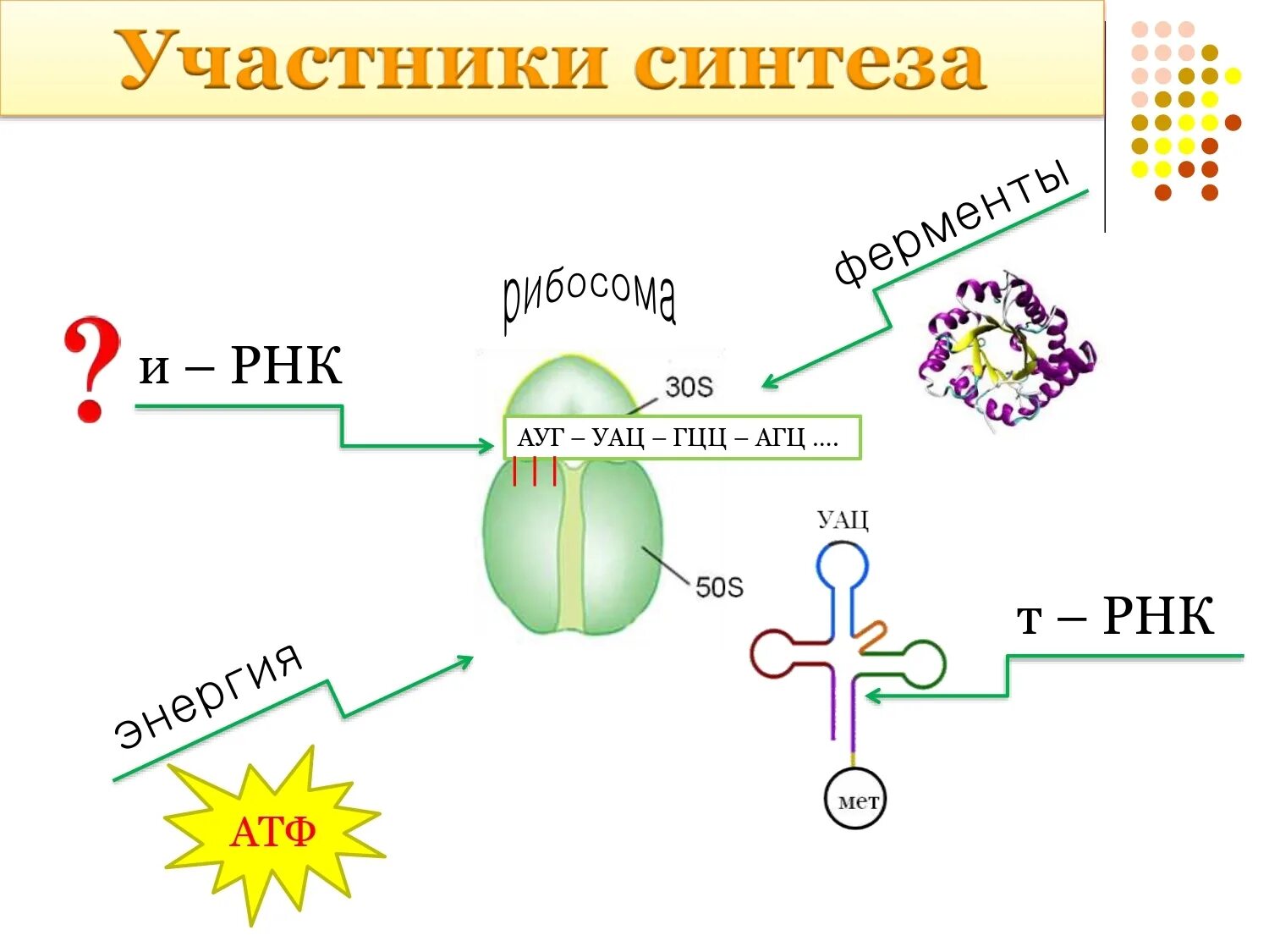 Биосинтез белка 9 класс. Этапы биосинтеза белка схема. Участники процесса синтеза белка.