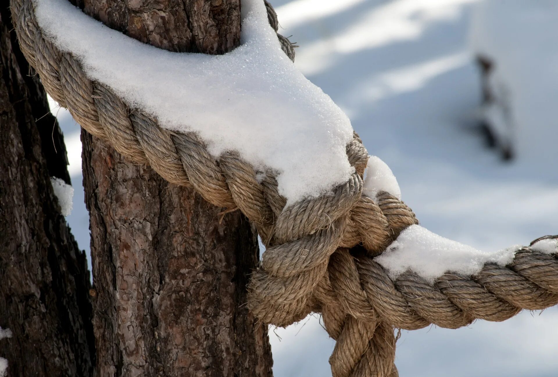 Лошади сани деревья бык. Канат на дереве. Привязать веревку. Канат на дереве зима. Верёвка на снегу.