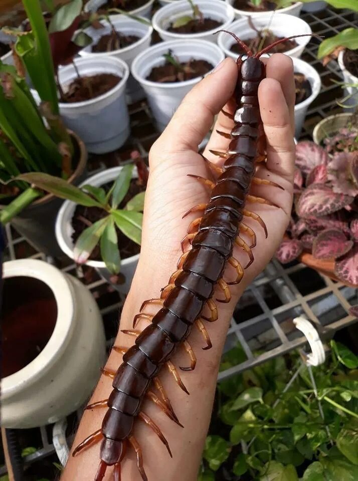 Со сколопендрой. Со сколопендрой. Крымская кольчатая сколопендра. Крымская кольчатая сколопендра. Ядовитая сороконожка сколопендра.