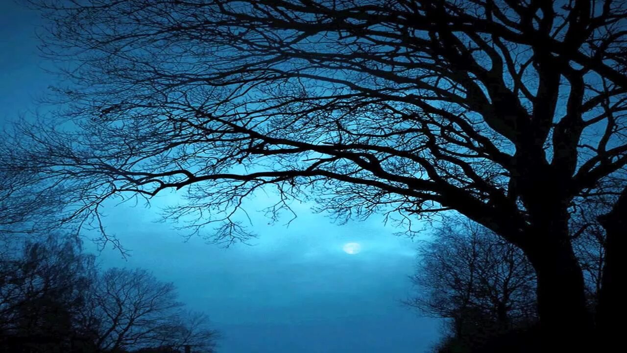 В круг дерева ночи. Дерево ночью. Ветви деревьев ночью. Ветка дерева ночью. Ночь Луна дерево.