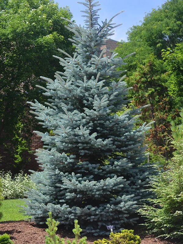 Ель колючая glauca. Ель колючая Глаука Аризона. Ель голубая колючая Picea pungens. Ель колючая (Picea pungens "glauca Kaibab")*. Ель колючая Picea pungens glauca.