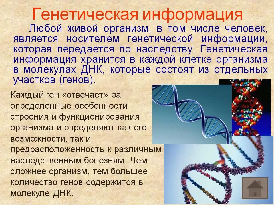 Наследственная информация ген