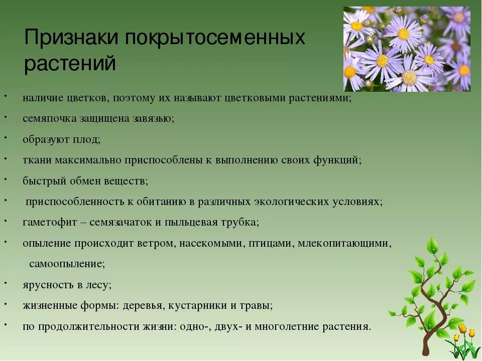 Особенности строения покрытосеменных. Особенности цветковых растений. Общая характеристика покрытосеменных. Характеристика цветковых растений. Растения города 7 класс биология конспект