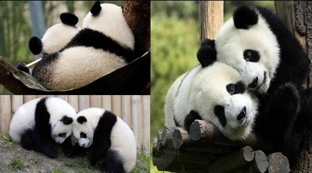Включи новую панду. Смешная Панда. Шутки про панду. Надпись Панда. Панда мемы.