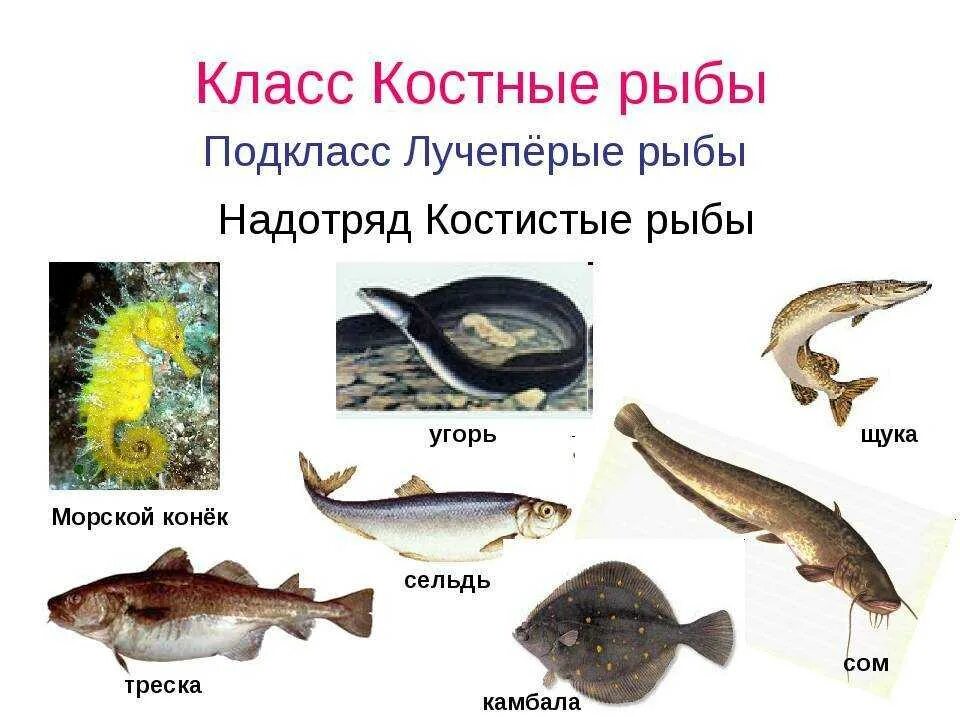 Рыбы представители типа