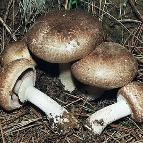 Королевский шампиньон фото лесной Agaricus impudicus Funghi Commestibili Funghi