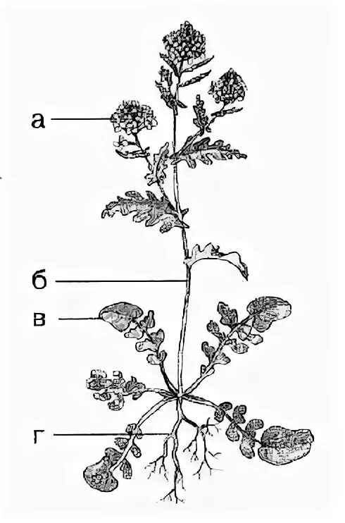 Строение растения 6 класс биология тест. Строение органов растений. Строение растения без подписей. Схема растения без подписей. Строение цветкового растения без подписей.