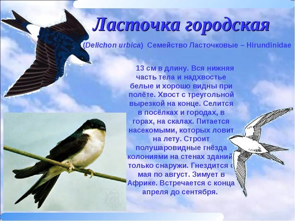 Изящную птицу ласточку называют символом весны. Ласточка городская (Delichon urbica. Ласточка кратко. Информация о Ласточке. Описание ласточки.