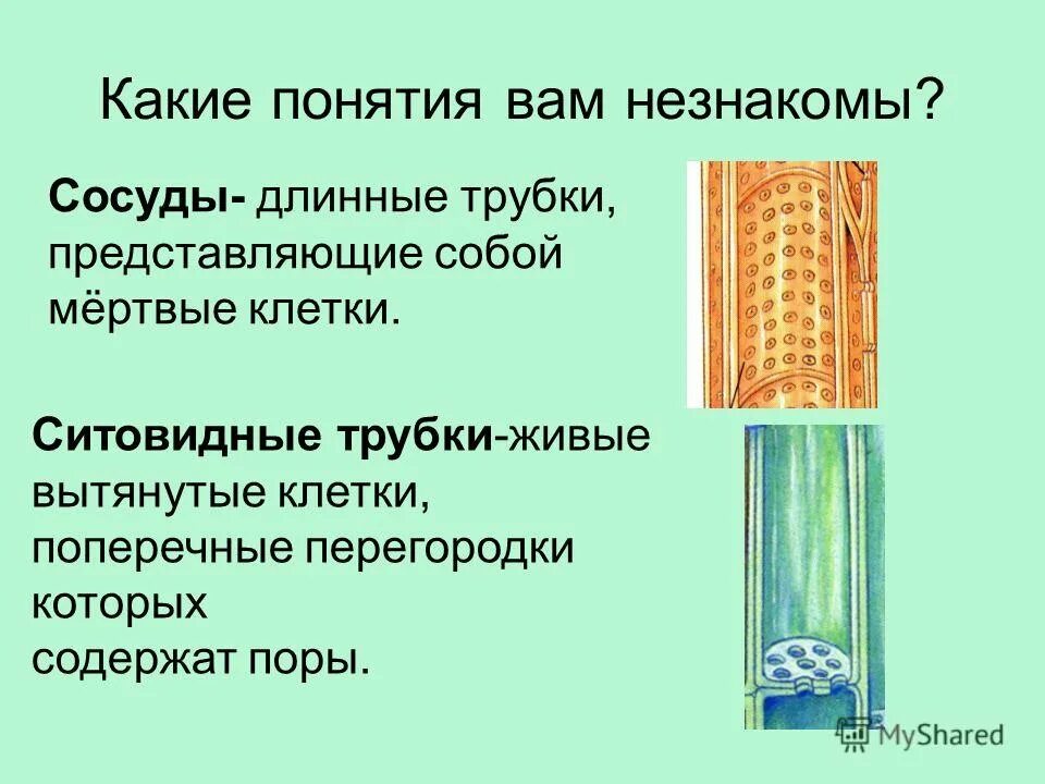 Ситовидные трубки это в биологии 6 класс. Ситовидные клетки растений. Биология 6 класс сосудыситовтдные трубки. Ситовидные трубки 5 класс биология. Какие вещества проводят сосуды