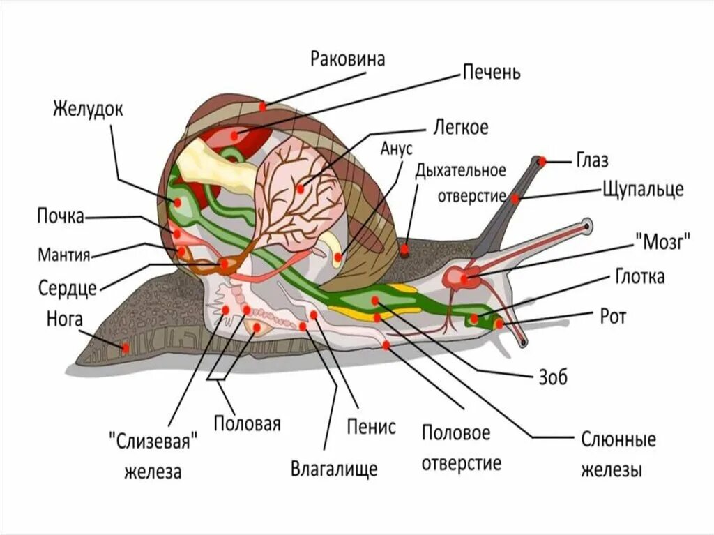 Моллюски общее строение. Схема строения брюхоногого моллюска. Внутреннее строение брюхоногого моллюска схема. Внутреннее строение виноградной улитки. Строение брюхоногого моллюска рисунок.