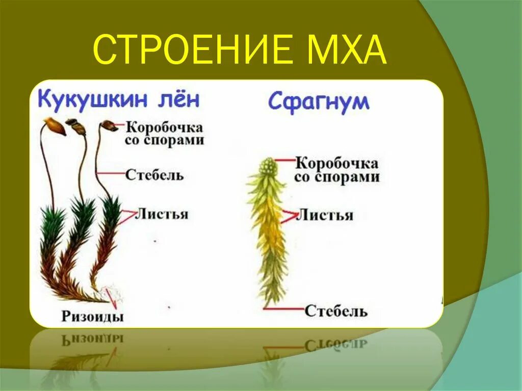 Органы строение мха. Сфагнум ризоиды. Кукушкин лен и сфагнум. Мхи сфагнум и Кукушкин лен строение. Строение сфагнума и Кукушкина льна таблица.