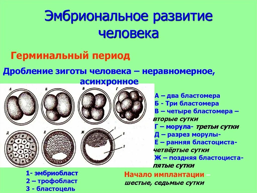 Схема дробления зиготы млекопитающих. Процесс дробления в эмбриональном развитии. Эмбриональный период развития дробление. Эмбриональное развитие дробление зиготы.