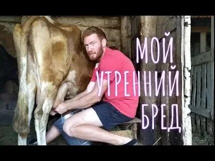 Корова отдала