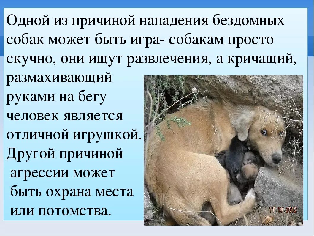 Когда приходит собака