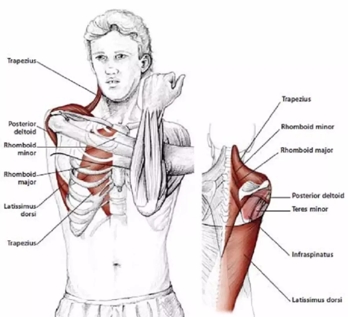 Почему дергается плечо. Растяжка дельтовидных мышц. Мышцы плеча упражнения. Растяжка мышц плеч. Растяжка плечевых мышц.