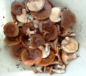 Горькушки соленые рецепт