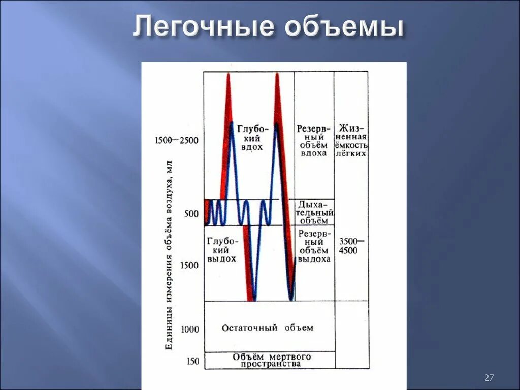 Легочные объемы. Схема легочных объемов. Схема легочных объемов и емкостей. Легочные емкости физиология. Емкость вдоха это