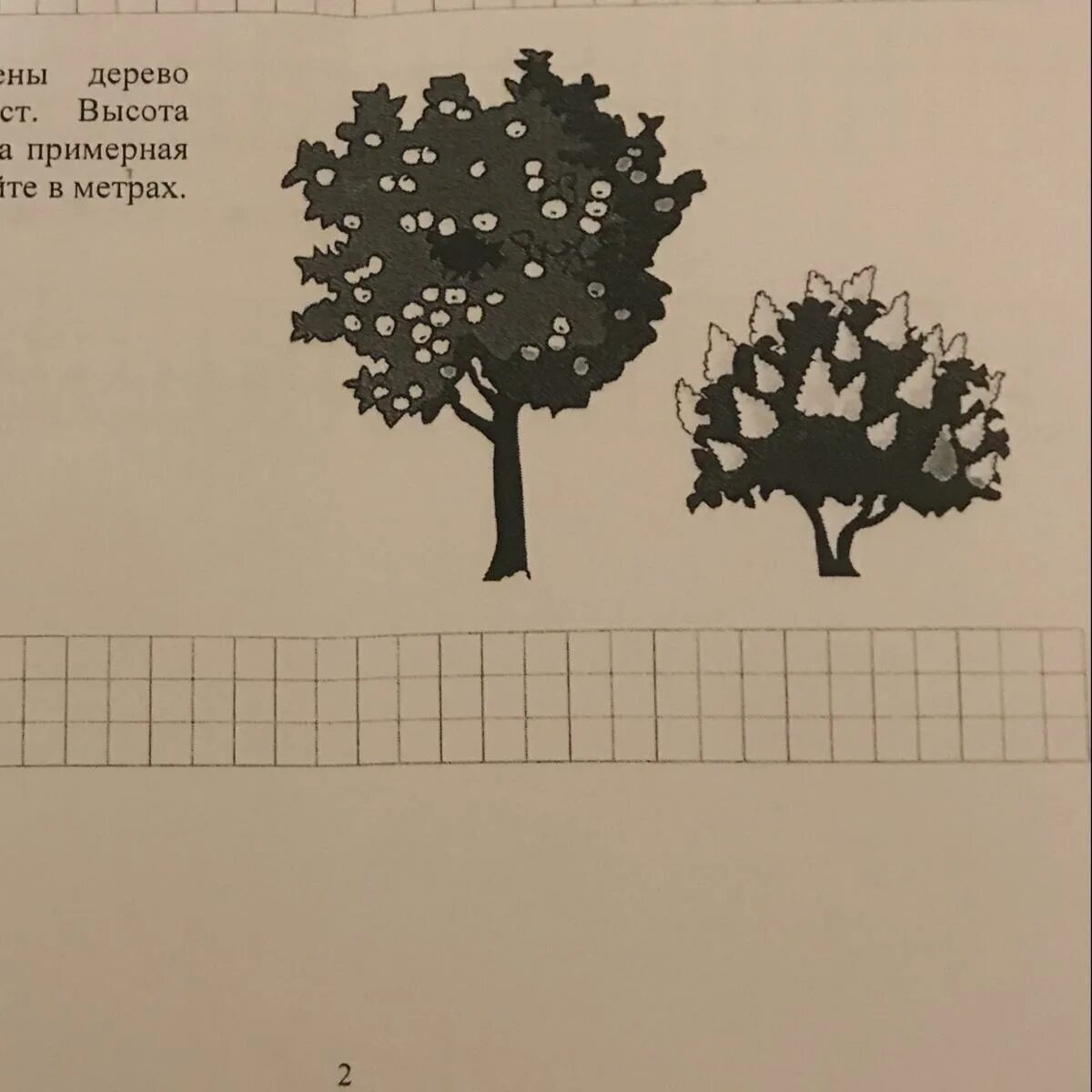 На рисунке изображены облепиха и дуб. Какова примерная высота дерева. На рисунке изображён д. На рисунке изображены дерево и растущий куст. На рисунке изображение дерево и растущий рядом.