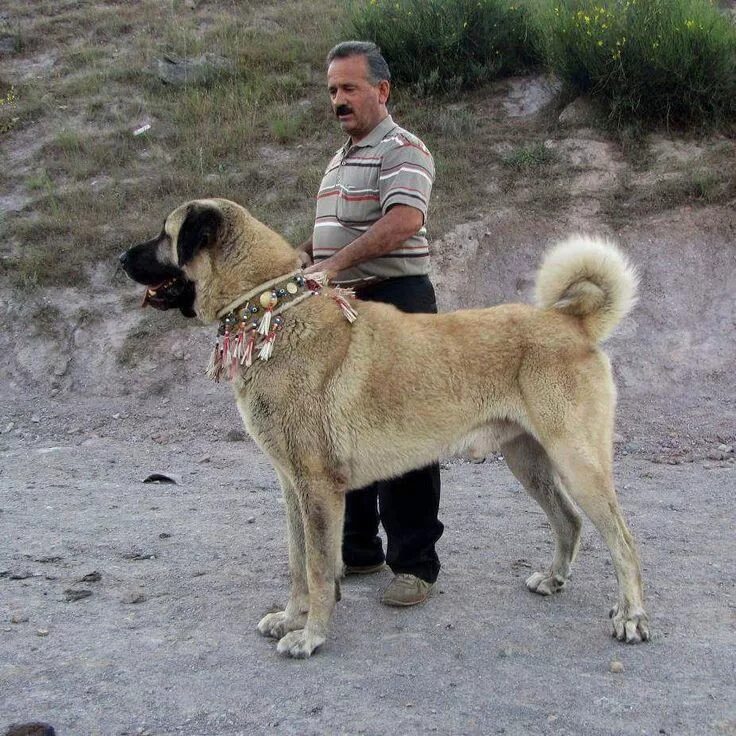 Турецкий кангал Kangal dog, Large dog breeds, Dogs