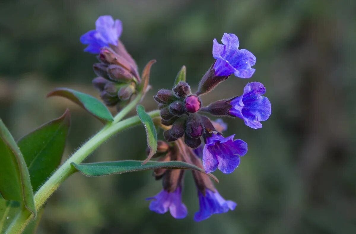 Медуница цветок. Медуница неясная (Pulmonaria Obscura). Медуница лекарственная (Pulmonaria officinalis). Медуница соцветие. Как выглядит цветок медуница