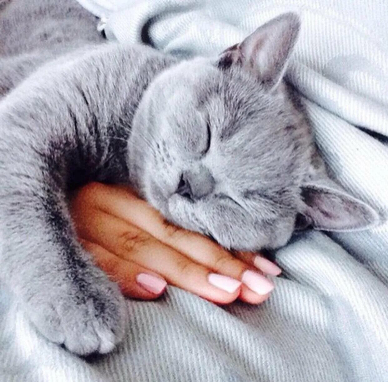 Спящий серый кот. Нежная кошка. спящий кот. спящие котята.