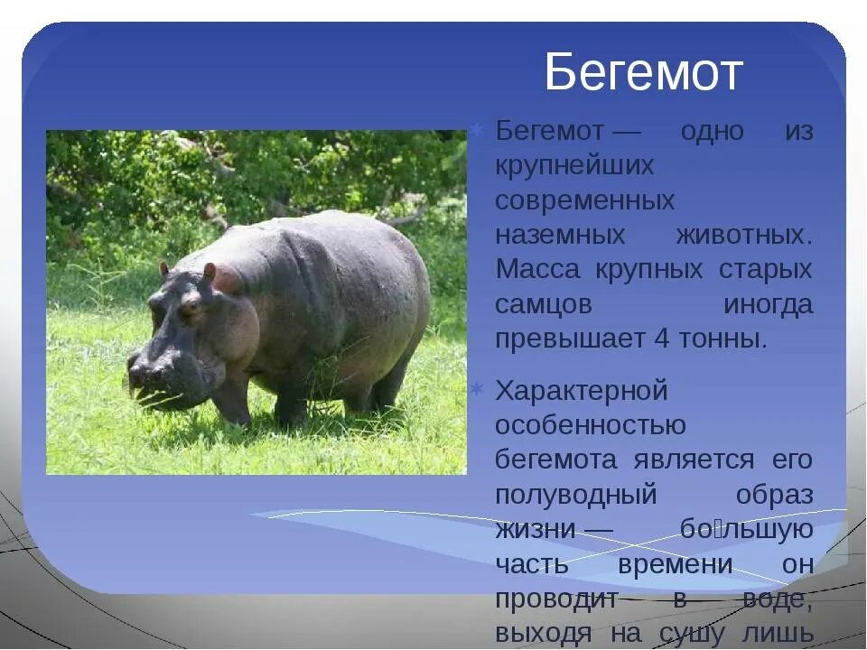 Монстр бегемот живу как домашний питомец. Бегемот описание. Доклад про бегемота. Бегемот описание животного. Бегемот кратко.